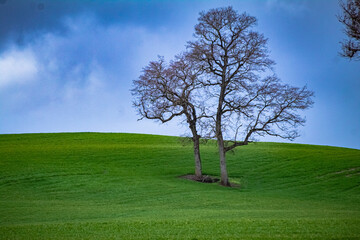 arbol en campo verde 