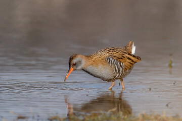 Water rail (Rallus aquaticus)