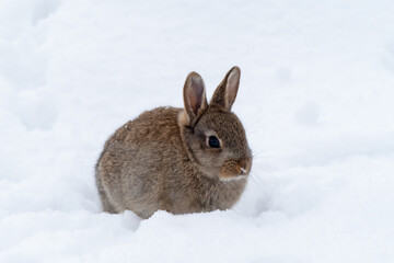 Wild European rabbits (Oryctolagus cuniculus)