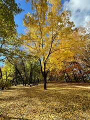 Vertical shot of a beautiful autumn tree with yellow leaves in the park