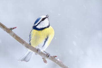 Fototapeta premium The Blue Tit (Cyanistes caeruleus).