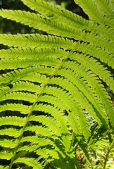 Mahogany Green leaves bush in a garden plant outdoors in the park. Close-up leaves on a tree. Cinnamon Fern nature background floral wallpaper Bright lighting sun rays detailed texture
