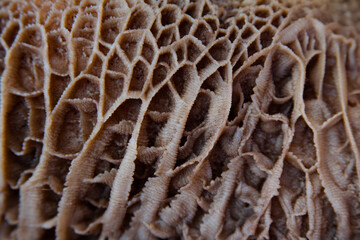 beef stomach for menudo 2