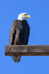 A mature bald eagle on a perch of thick timber against a clear blue sky.  The adult bird has a...