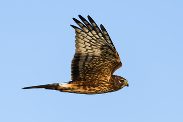 A Northern Harrier flying against a clear blue sky with wings extended vertically with the bird in horizontal flight