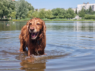 english spaniel swimming in the lake in summer