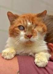 ginger cat with an eyesore at an animal shelter