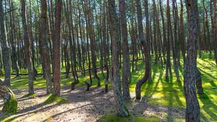 Obraz premium Fabulous dancing forest on green moss illuminated by rays of sunlight on the Curonian Spit, Kaliningrad region, Russia. Trunks of pine trees covered with moss in the forest or woods near of Baltic Sea