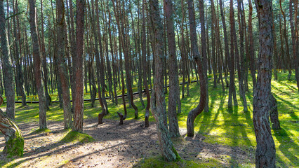 Fabulous dancing forest on green moss illuminated by rays of sunlight on the Curonian Spit,...