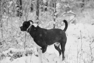 Pet dog on walk through woods during winter snow in shallow depth of field.