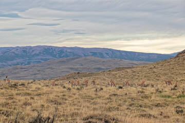Fototapeta na wymiar Chile – llamas in the mountains.
