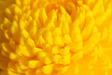 Macro of yellow petals of Chrysanthemums flower.