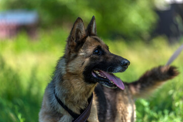 blind german shepherd dog at animal shelter