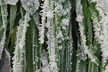 snow crystals o a plant