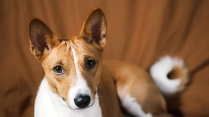 Portrait of funny red white basenji dog, looking on camera, close up.