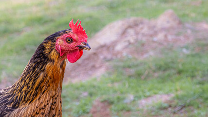 Portrait of a rooster, chicken or hen with copy space