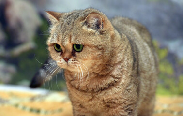 beautiful brown british cat with green eyes