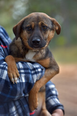 scared little brown mongrel puppy at animal shelter - 473843561