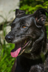 Naklejka na ściany i meble black dog mongrel on a leash in summer