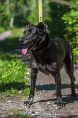 black dog mongrel on a leash in summer