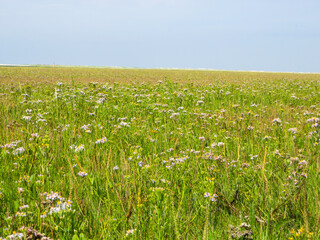 Salzwiese mit Blumen