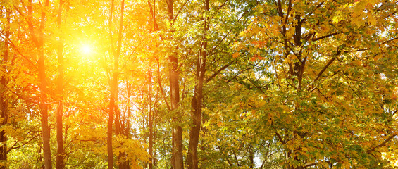 Fototapeta na wymiar autumn park with the yellow trees and sun. Wide photo