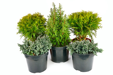 Juniper, cypress and thuja in flower pots isolated on white