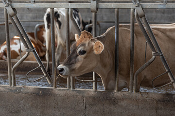 Dairy cows in the barn, global warming concept