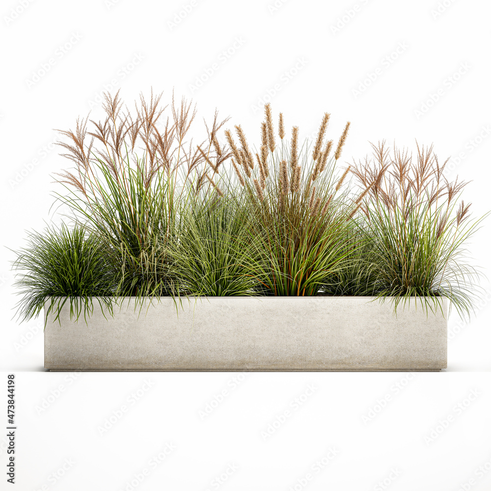 Wall mural pampas grass in flowerpot isolated on white background