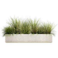pampas grass in flowerpot isolated on white background - obrazy, fototapety, plakaty