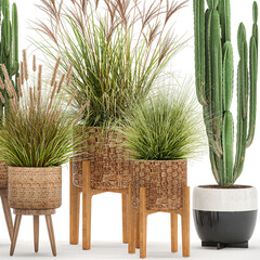 Ornamental plants for outdoor and indoor use in rattan baskets