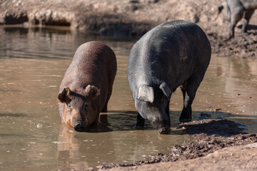 Couple of iberian pigs bathing in the water
