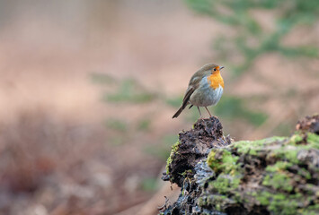 European robin standing on a tree stump