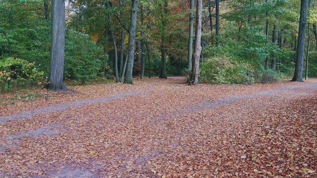 Herbstlaub Blätter liegen im Wald 