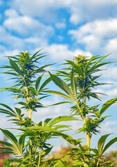 Two cannabis plants at flowering stage growing outdoors