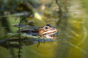 frog in water with sunlight