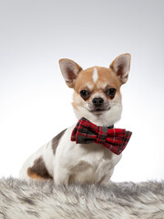 Chihuahua dog portrait. Image taken in a studio with white background. The dog is wearing a purple bow. Business outfit for dogs.
