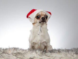 Chihuahua dog portrait. Image taken in a studio with white background.