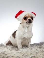 Chihuahua dog portrait. Image taken in a studio with white background.