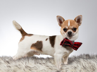 Chihuahua dog portrait. Image taken in a studio with white background. The dog is wearing a purple bow. Business outfit for dogs.