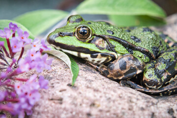 closeup green frog with pink flower
