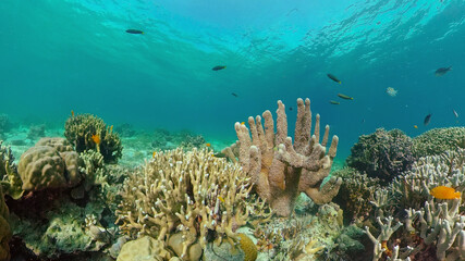 The Underwater World of the with Colored Fish and a Coral Reef. Tropical reef marine. Philippines.