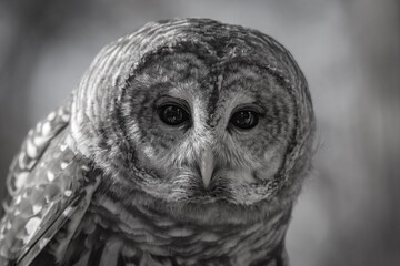 Close up portrait of a Barred Owl