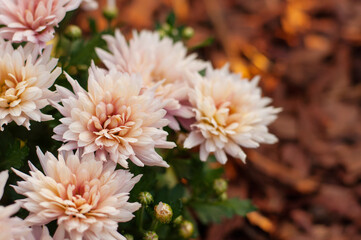 Light chrysanthemums grow in the garden, with a blurred background