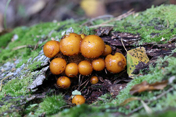 Pholiota limonella, a scalycap mushroom from Finland, no common English name
