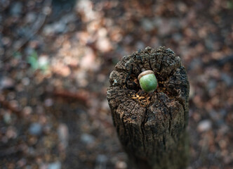Acorn inside of old tree stump