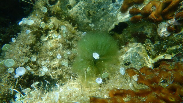 Yellow-green algae (Vaucheria sp.), undersea, Aegean Sea, Greece, Halkidiki