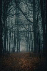 Fototapeta premium Dark forest foggy day mysterious scenery moody autumn