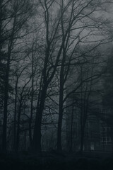 Dark forest in mist, foggy day, mysterious atmosphere