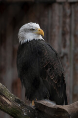 Close-up portrait of a Bald Eagle or American Eagle (Haliaeetus Leucocephalus) at the Zoo.